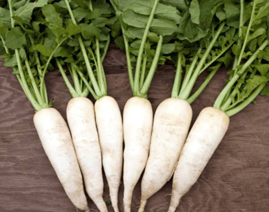 Radish white vegitable seeds