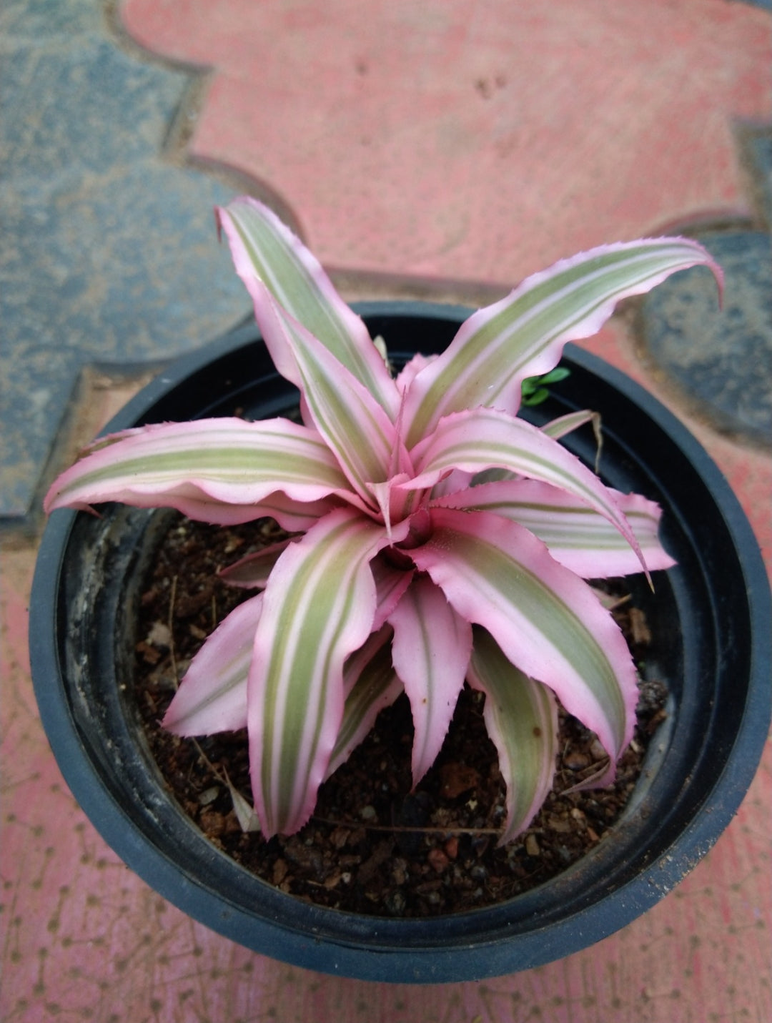 Cryptanthus Pink Starlite (Semishade)