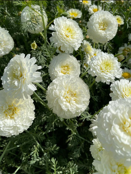 Chrysanthemum white (Bijli) winter Flower seeds