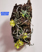 Chiloschista Viridiflora
