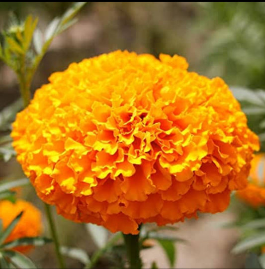 Marigold African Hawai Orange winter Flower seeds