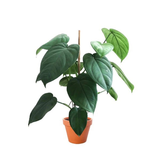 Syngonium Chiapense - Rare plant Good