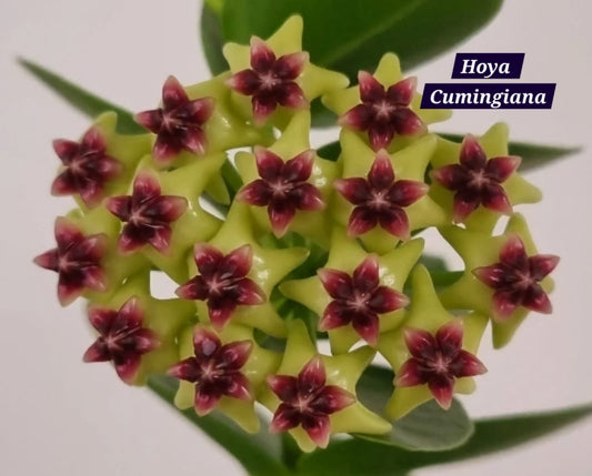Hoya Cumingiana