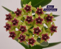 Hoya Cumingiana