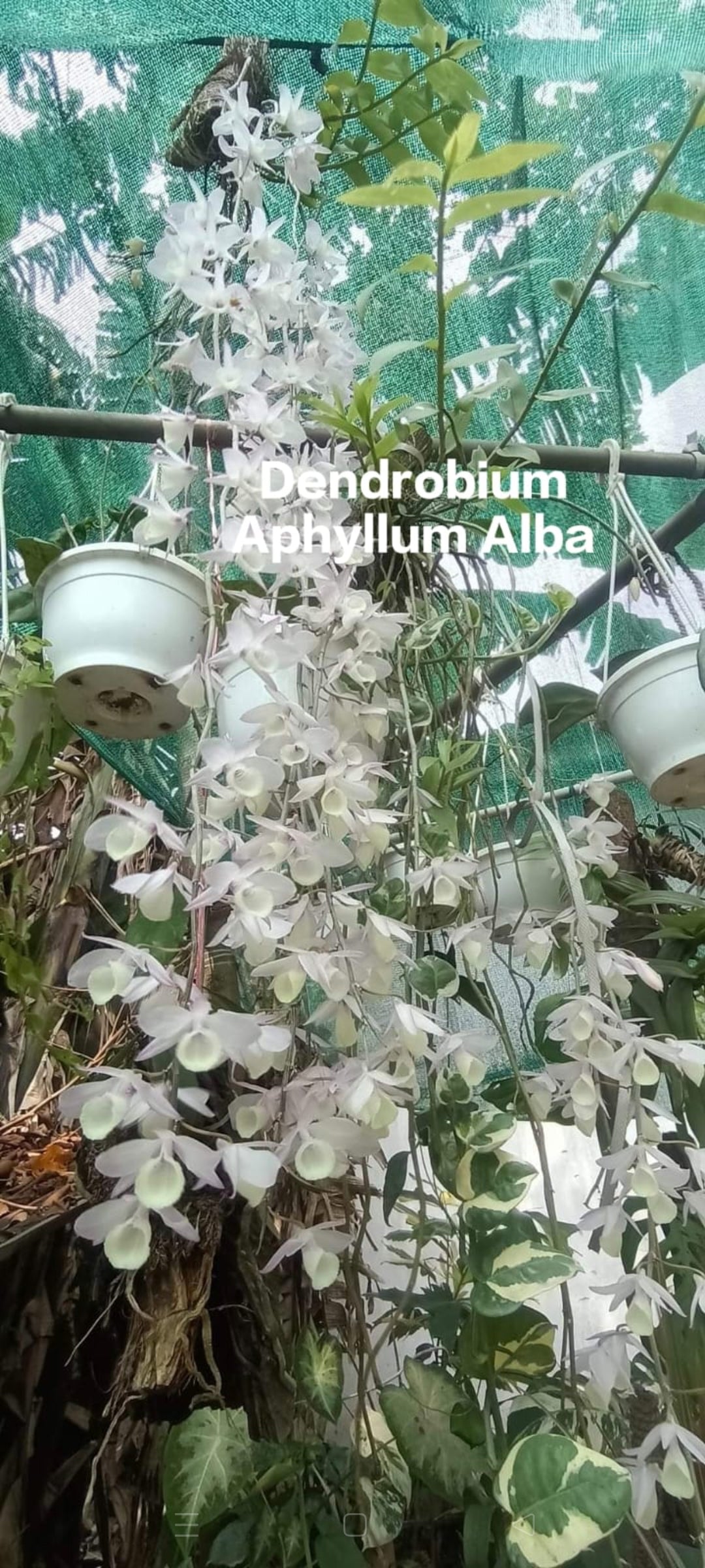 Dendrobium Aphyllum Alba