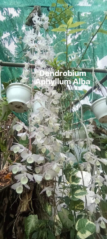 Dendrobium Aphyllum Alba