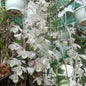 Dendrobium aphyllum Alba (Leafless Dendrobium Alba)