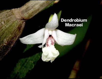 Dendrobium Macraei