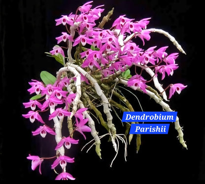 Dendrobium Parishii