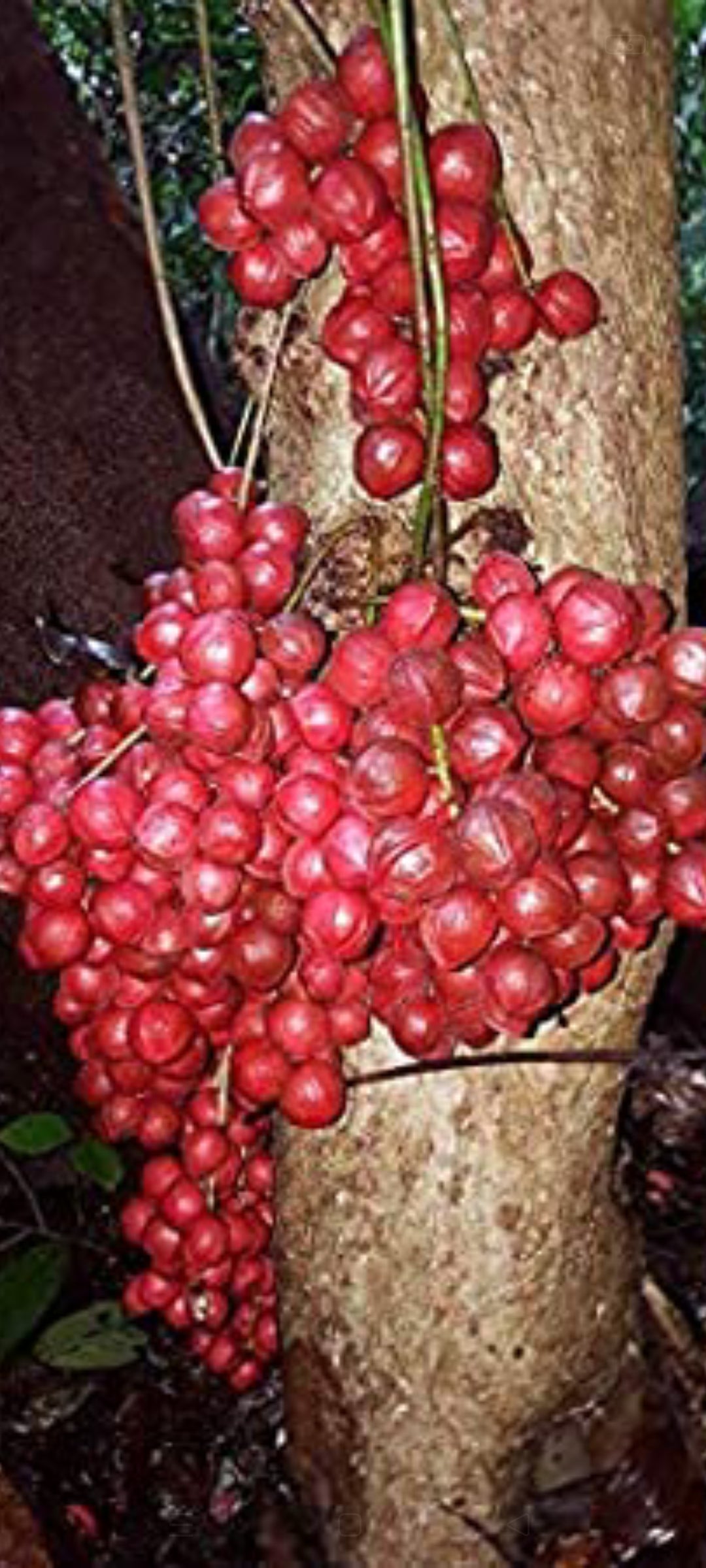 Mootiti fruit plant