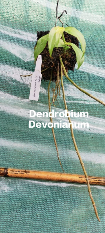 Dendrobium Devonianum