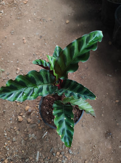 Calathea Gandersii (Indoor plants need good watering)