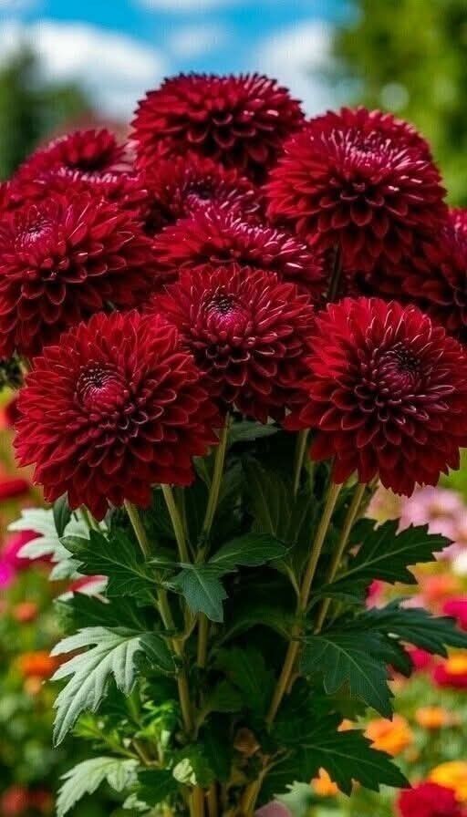 Buy Dahlia Pompon Bulbs Online in India | Colorful Ball Shape Flower Bulbs for Home Garden