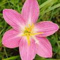 Fire fly  Rain Lily bulb