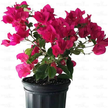 Bougainvillea Glabra Plant, Dark Pink with Green Leaves