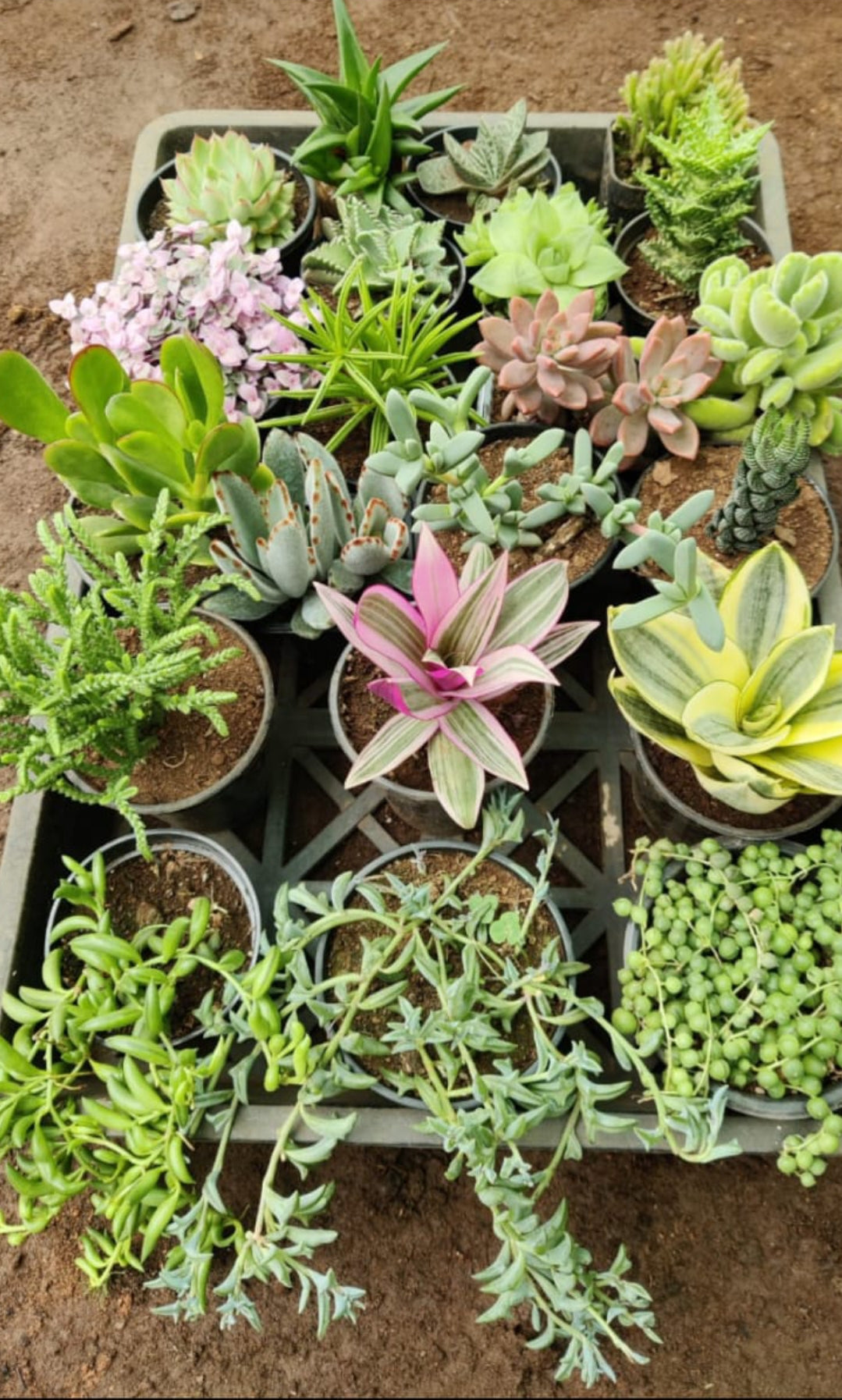 Succulent plant combo pack 21 plant