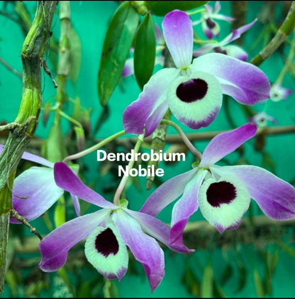 Dendrobium Nobile