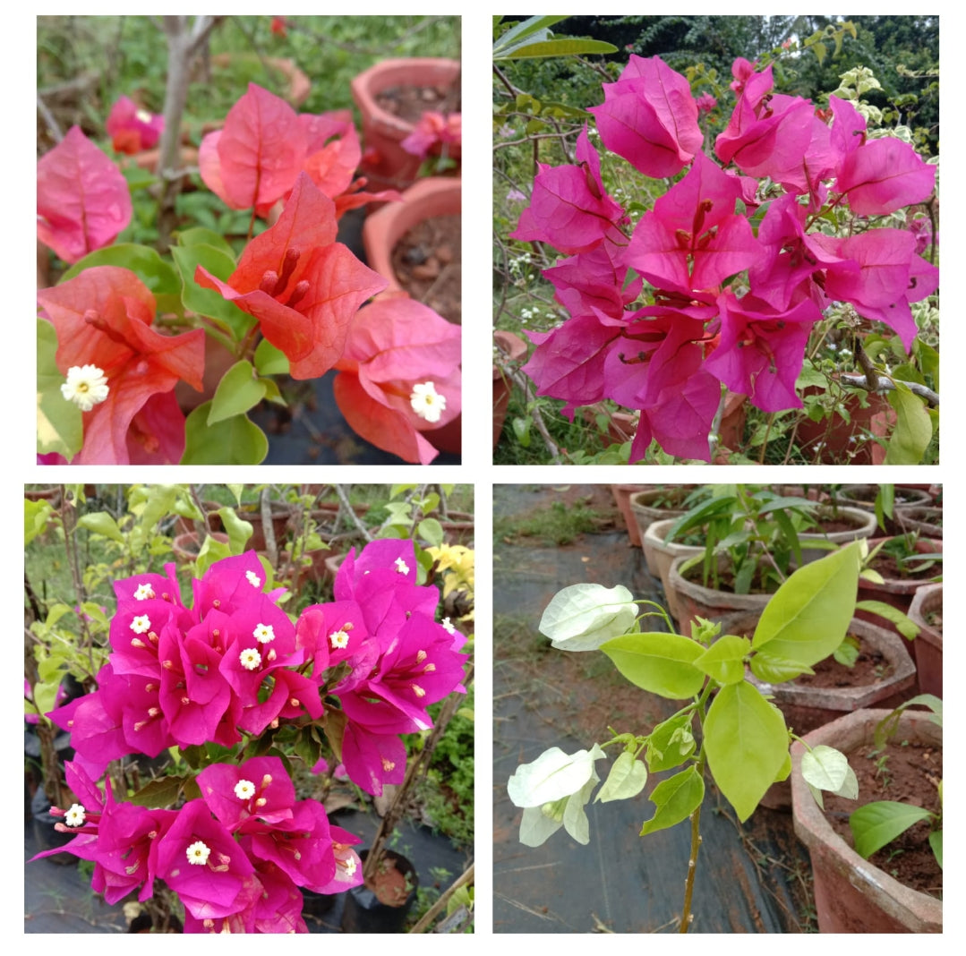 Bougainvillea plant (pack of 4) shrub plant