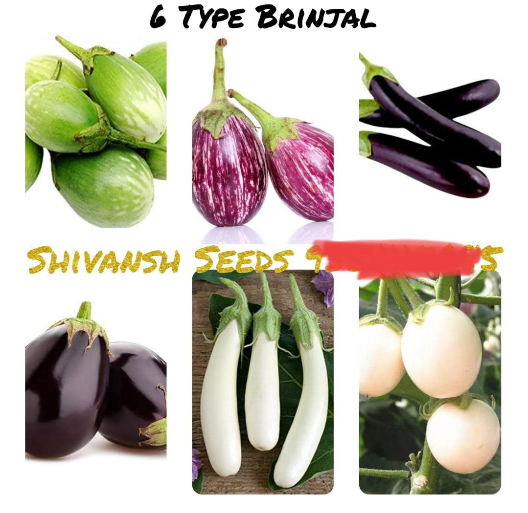 6 type brinjal vegitable seeds