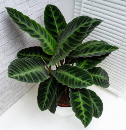 Calathea Jungle Velvet plant