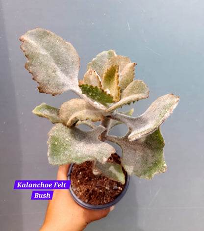 Kalanchoe Varities (Pack of 5)