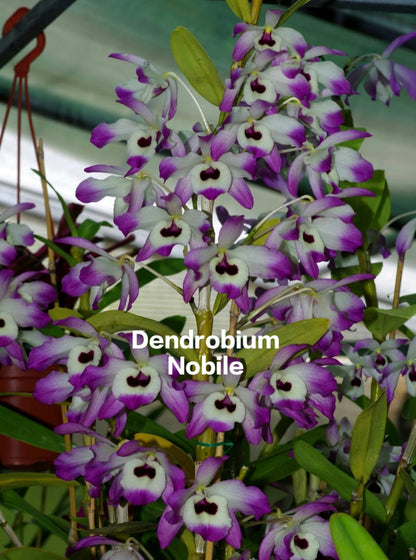 Dendrobium Nobile