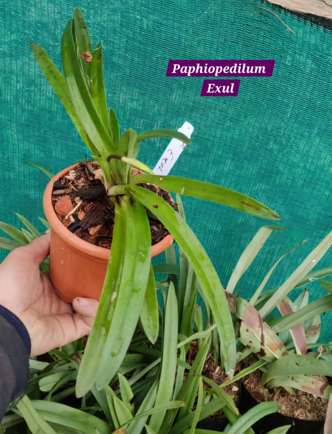 Paphiopedilum Exul