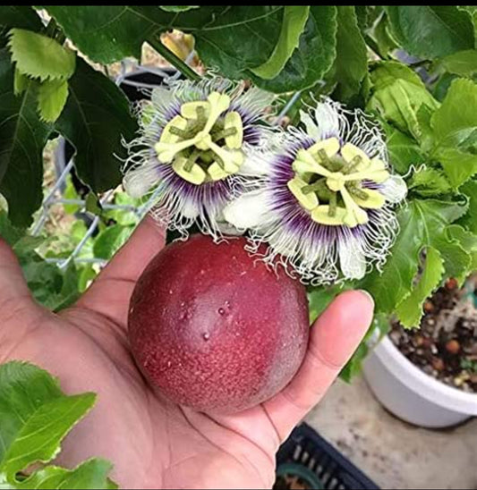 Passion Fruit plant