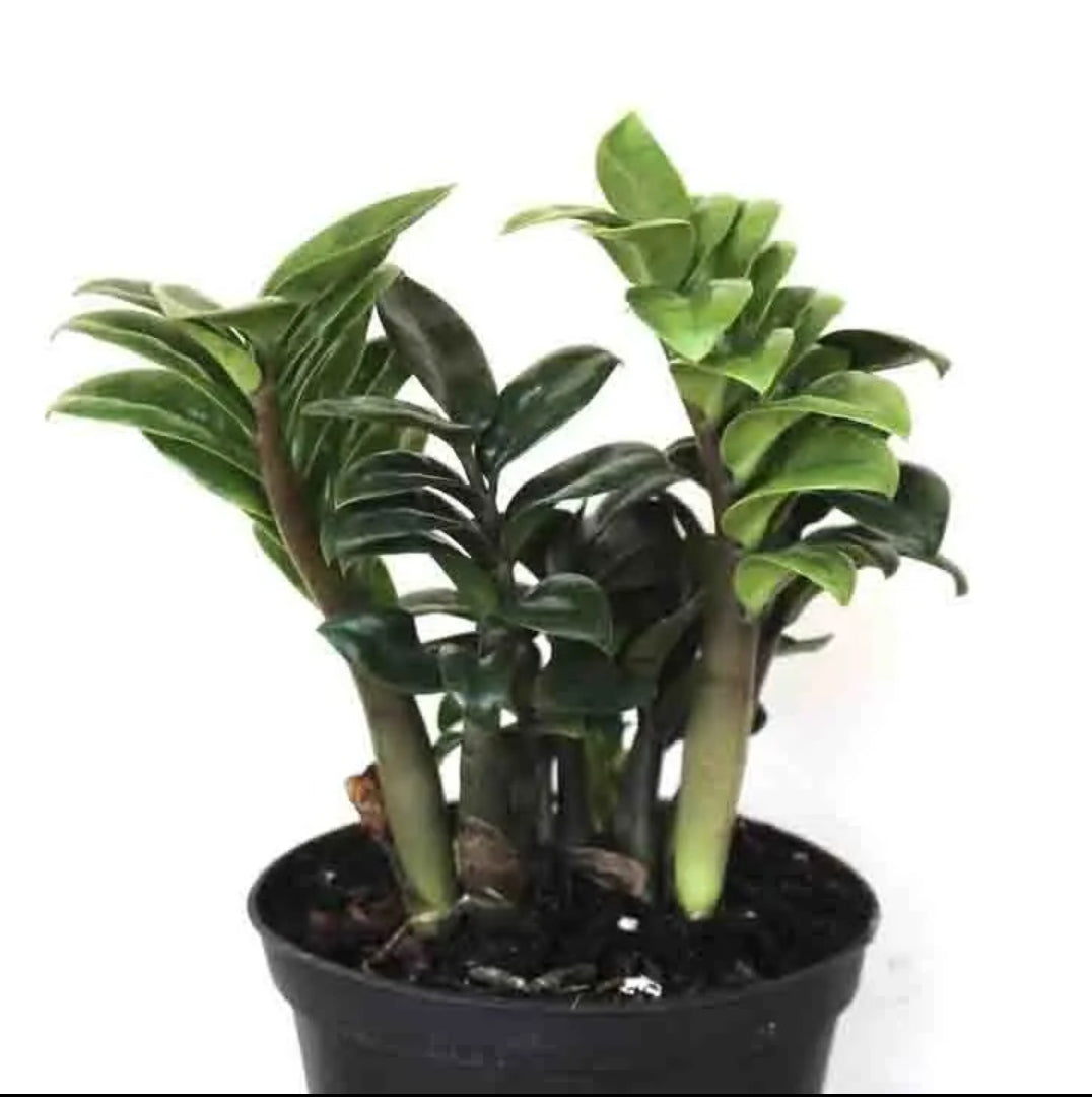 Dwarf ZZ zamioculcas Zamiifolia " Zenzi" plant Good