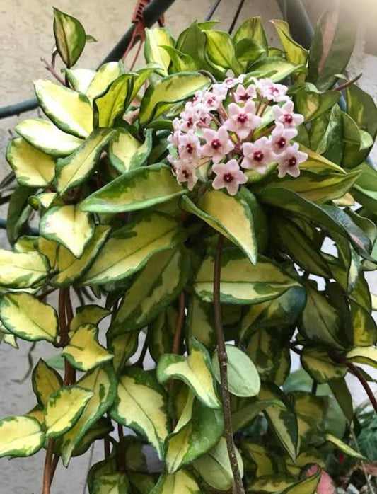 Hoya Krimson Princess (Outdoor Plant)