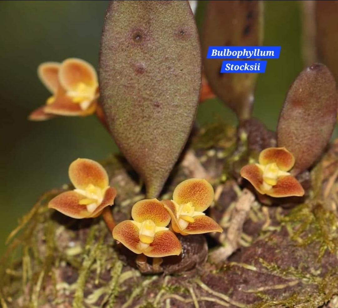 Bulbophyllum Stocksii