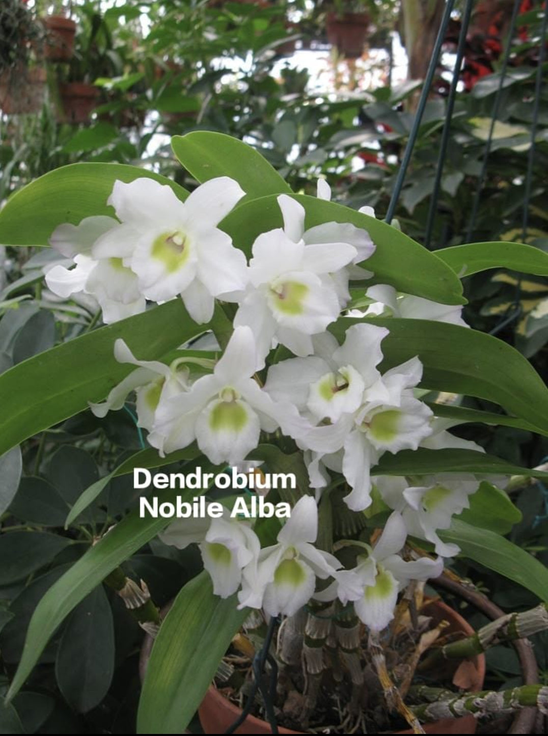 Dendrobium Nobile Alba