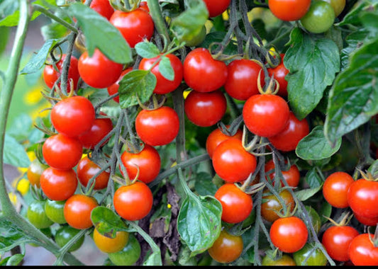 Cherry tomato vegitable seeds