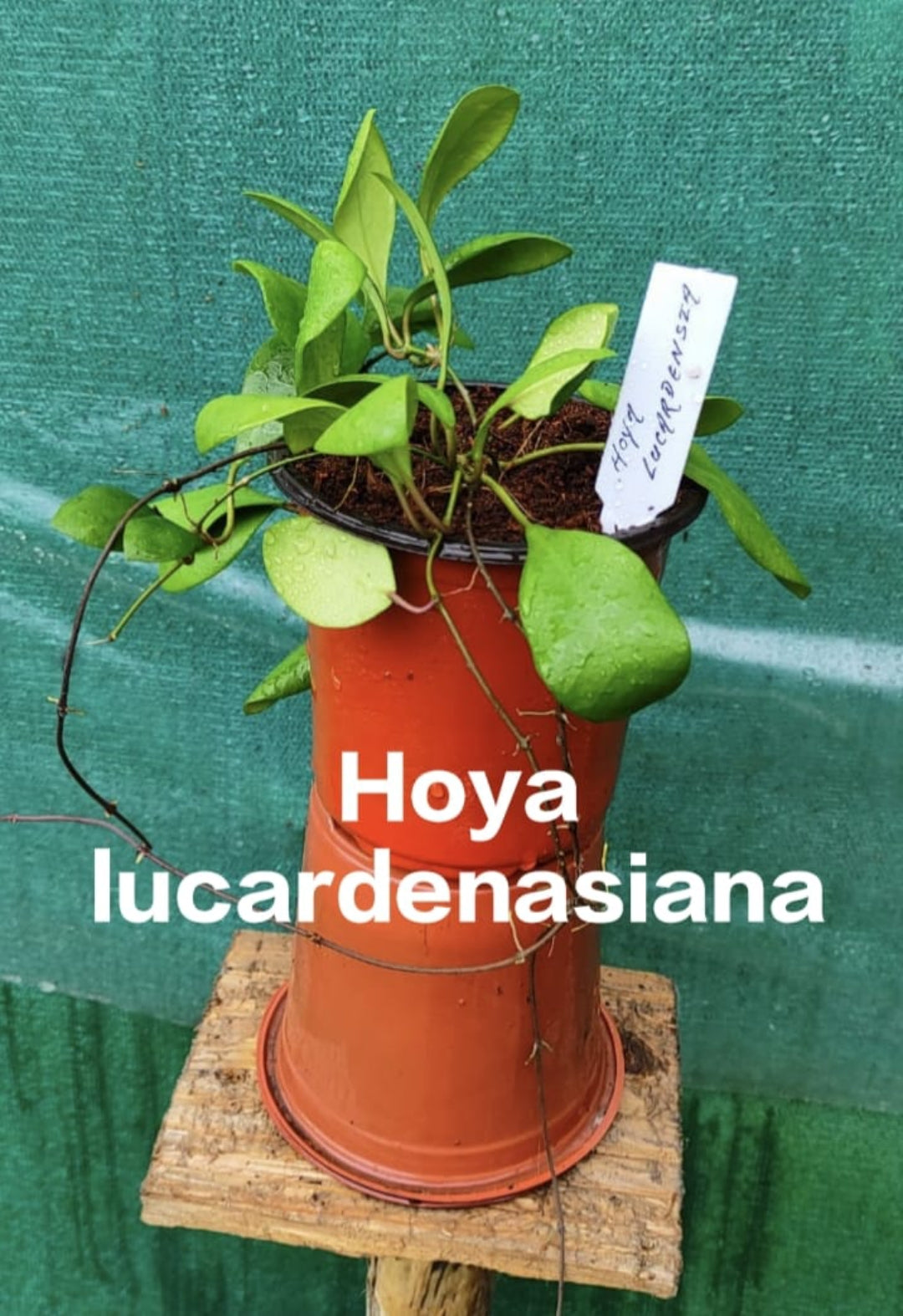 Hoya lucardenasiana