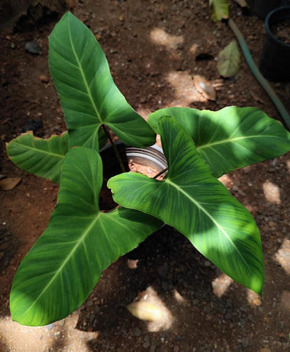 Adelonema Crinipes Plant