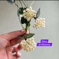 Hoya Krohniana