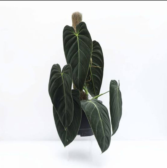 Philodendron Melanochrysam Plant