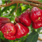 Water Apple fruit plant