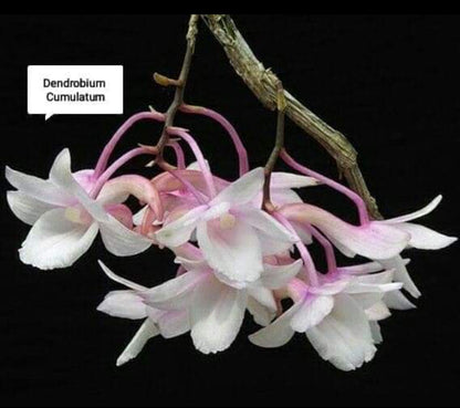 Dendrobium Cumulatum