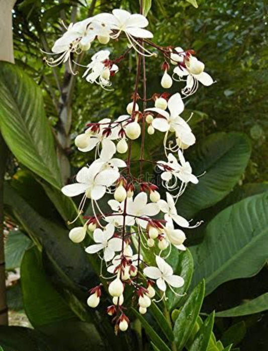 Clerodendrum wallichi plant (light of bulb)
