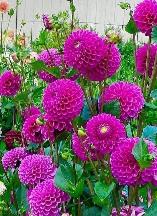 Buy Dahlia Pompon Bulbs Online in India | Colorful Ball Shape Flower Bulbs for Home Garden
