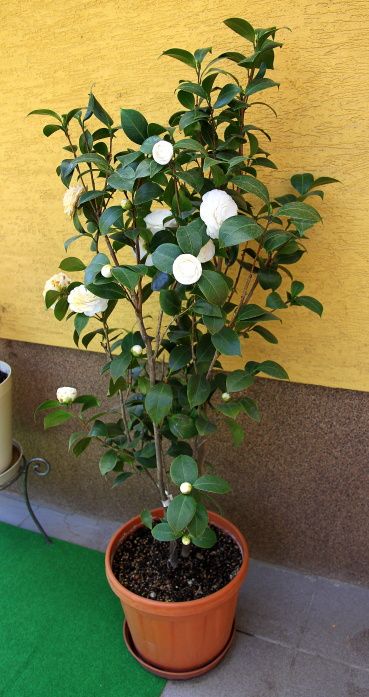 Click now for flowering plants shop now "Camilla flowering plants"