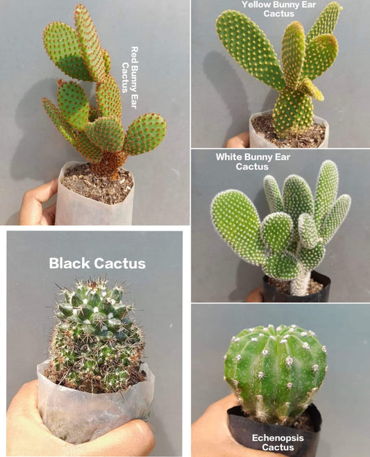 Black Cactus (Pack of 4)