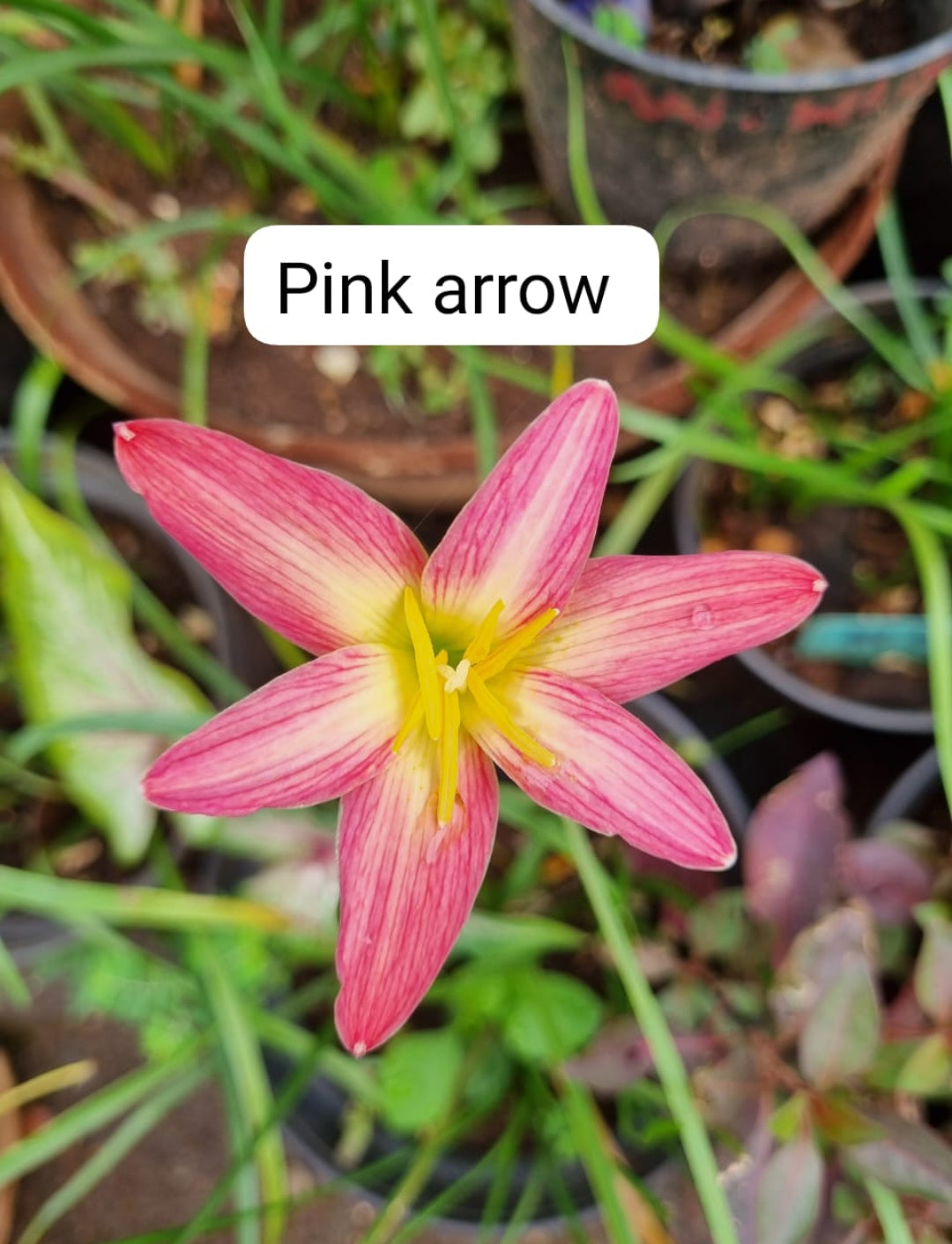 Pink Arrow rain Lily bulb