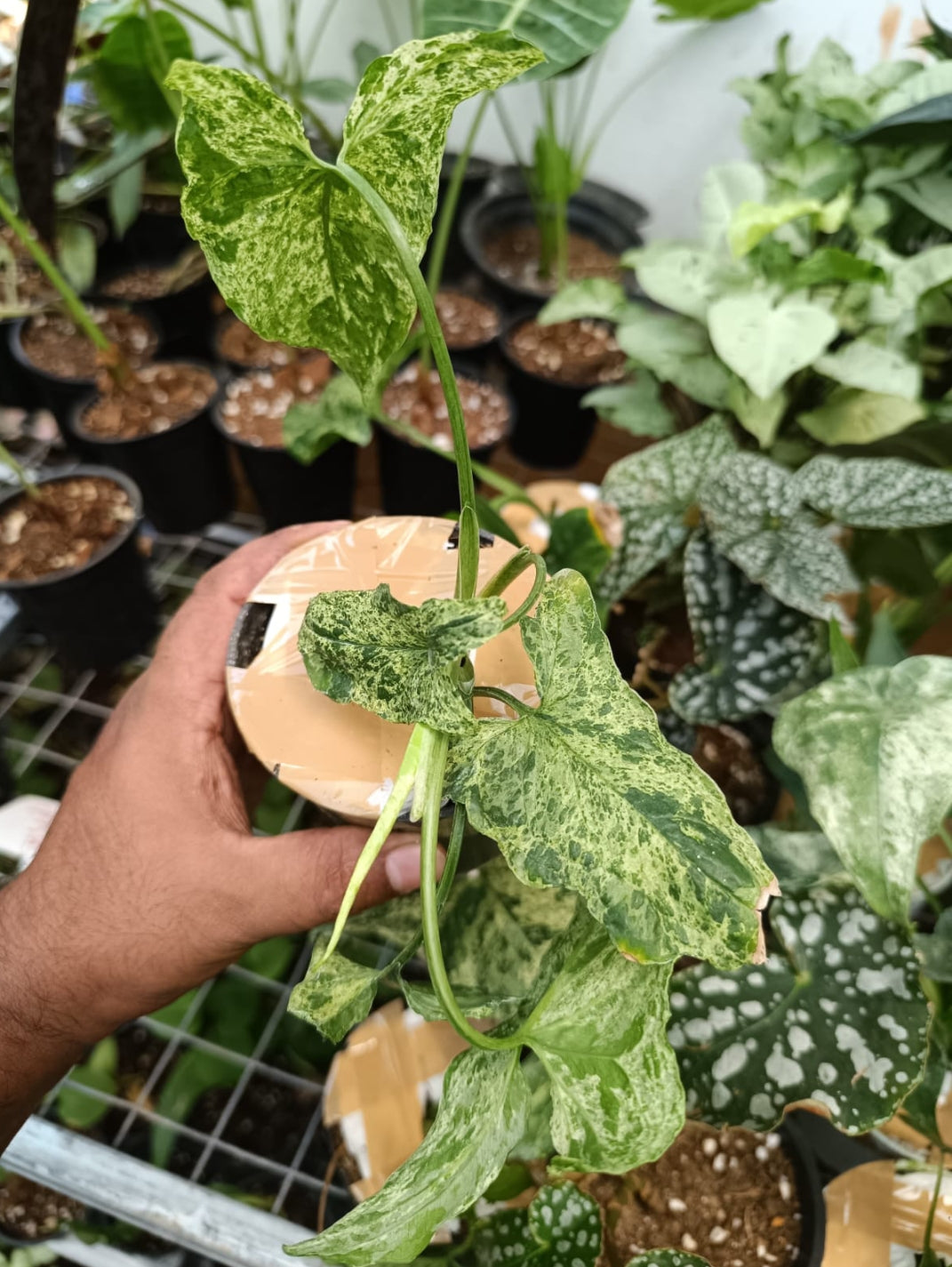 Syngoniyam Mojito plant