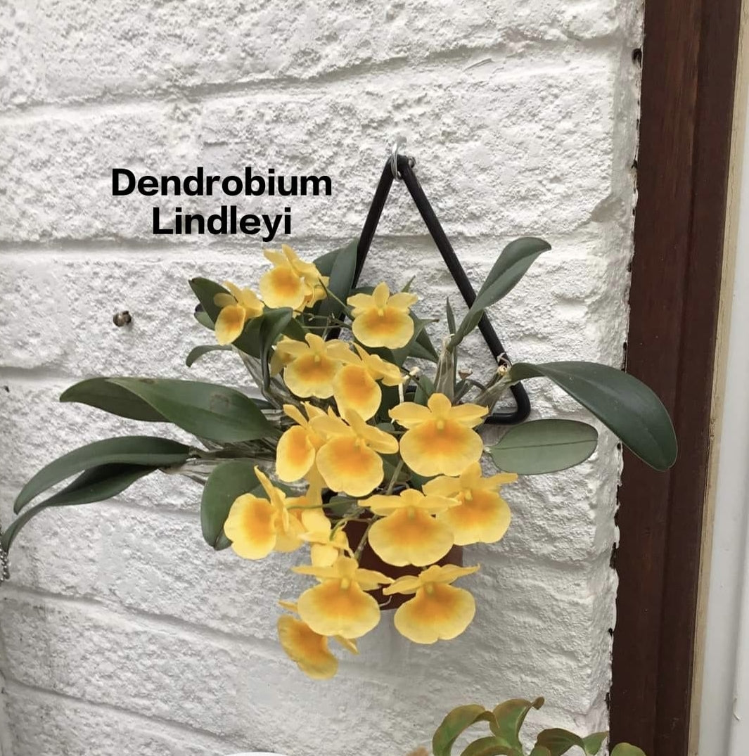 Dendrobium Lindleyi (Species)