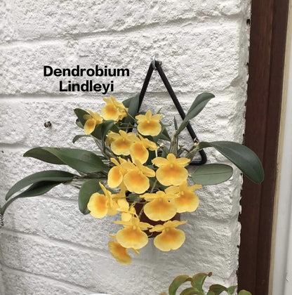 Dendrobium Lindleyi (Species)
