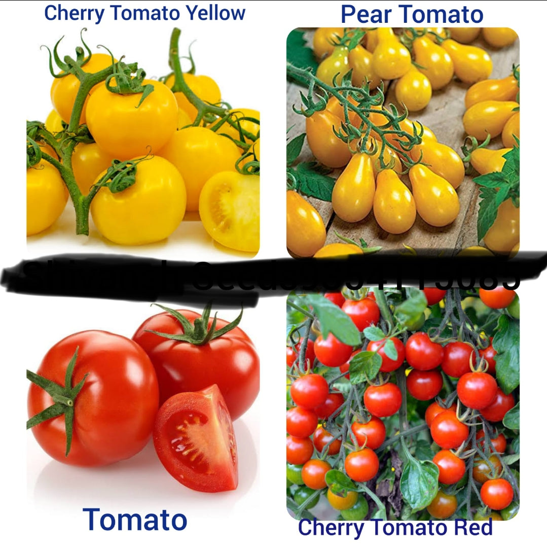 Tomato 4 type Combo vegitable seeds