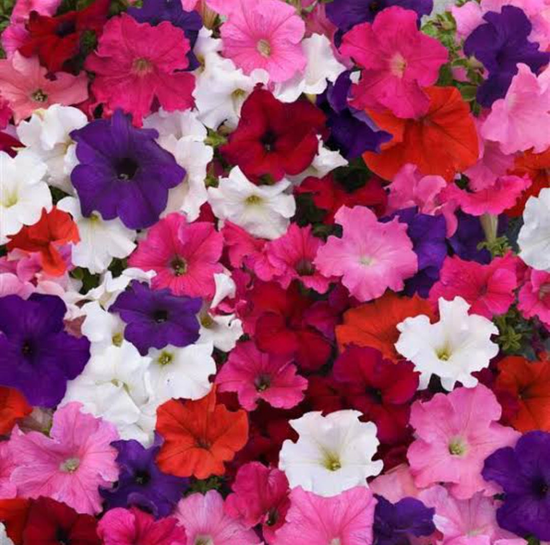 Petunia Supercascade mixed F1 winter Flower seeds