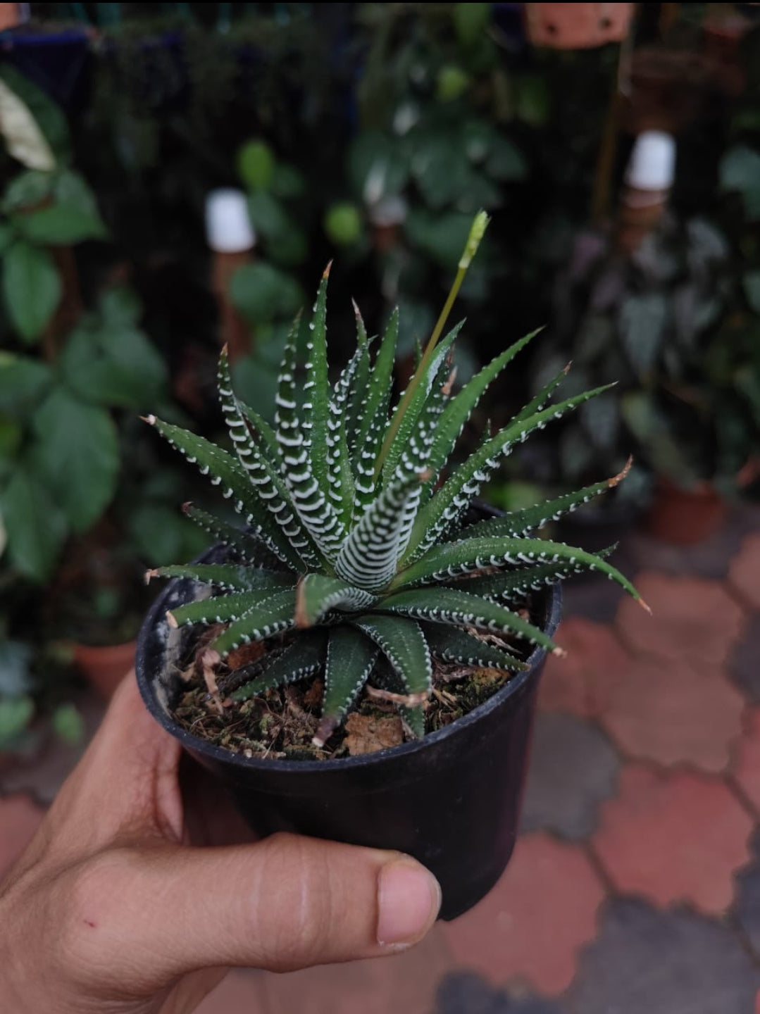 Haworthia Zebra plant (Succulent varity Indoor plants)